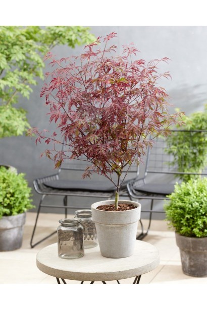 Клен віяловий / пальмолистий / япоський Роял Гарнет